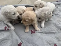 Yellow , a male Golden Retriever for sale in Riverside, CA – Photo 3 of 7
