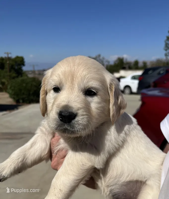 Black – Golden Retriever puppy for sale in Riverside, CA