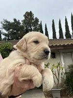 Yellow , a male Golden Retriever for sale in Riverside, CA – Photo 6 of 7