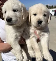 Black, a male Golden Retriever for sale in Riverside, CA – Photo 2 of 9