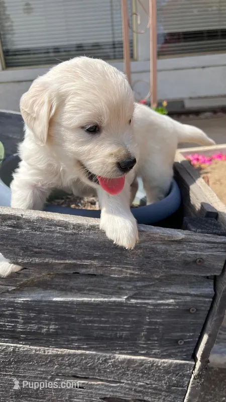 Buck – English Cream Golden Retriever puppy for sale in Riverside, CA