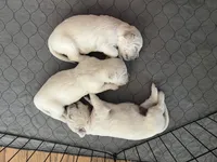 Molly , a female English Cream Golden Retriever for sale in Riverside, CA – Photo 6 of 6