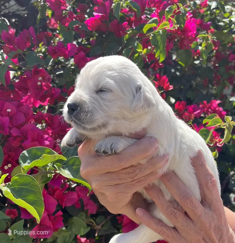 Molly  – English Cream Golden Retriever puppy for sale in Riverside, CA