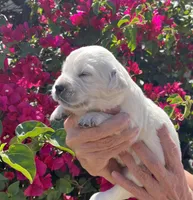 Molly , a female English Cream Golden Retriever for sale in Riverside, CA – Photo 1 of 6