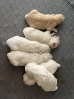 Molly , a female English Cream Golden Retriever for sale in Riverside, CA – Photo 5 of 6