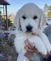 Molly , a female Golden Retriever for sale in Riverside, CA – 1 of 8