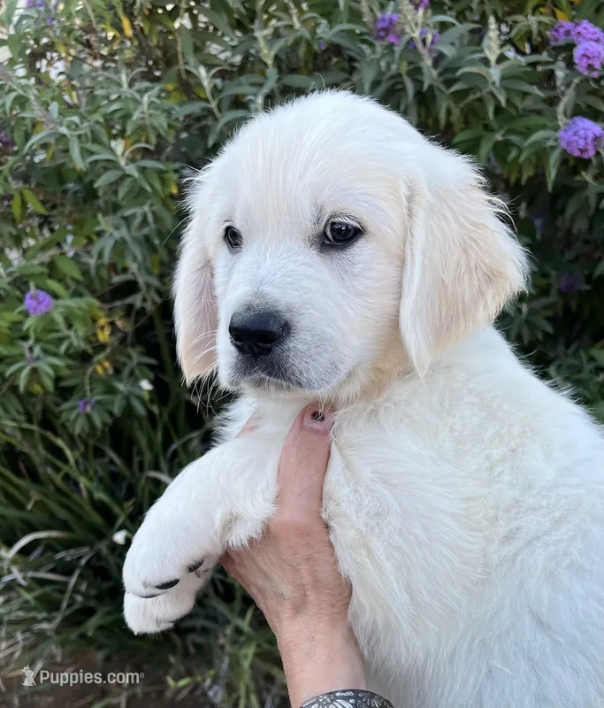 Light Blue  – English Cream Golden Retriever puppy for sale in Riverside, CA