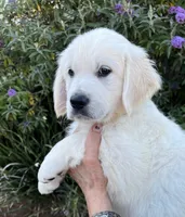 Light Blue , a female English Cream Golden Retriever for sale in Riverside, CA – Photo 1 of 6