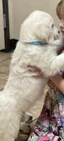 Light Blue , a female English Cream Golden Retriever for sale in Riverside, CA – Photo 6 of 6