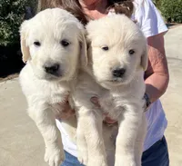 Orange , a male English Cream Golden Retriever for sale in Riverside, CA – Photo 2 of 7