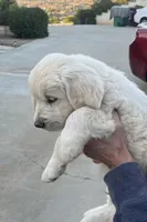 Yellow , a male English Cream Golden Retriever for sale in Riverside, CA – Photo 9 of 9