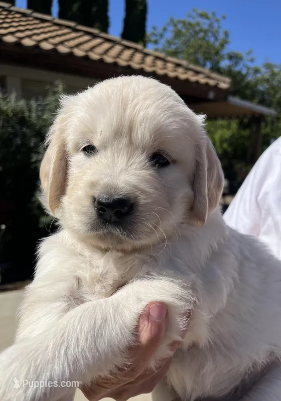 Orange  – English Cream Golden Retriever puppy for sale in Riverside, CA