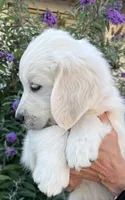 Yellow , a male English Cream Golden Retriever for sale in Riverside, CA – Photo 2 of 9