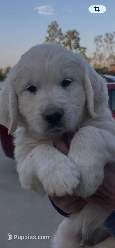 Yellow  – English Cream Golden Retriever puppy for sale in Riverside, CA
