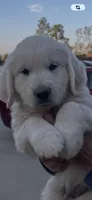 Yellow , a male English Cream Golden Retriever for sale in Riverside, CA – Photo 1 of 9