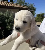 Orange , a male English Cream Golden Retriever for sale in Riverside, CA – Photo 3 of 7