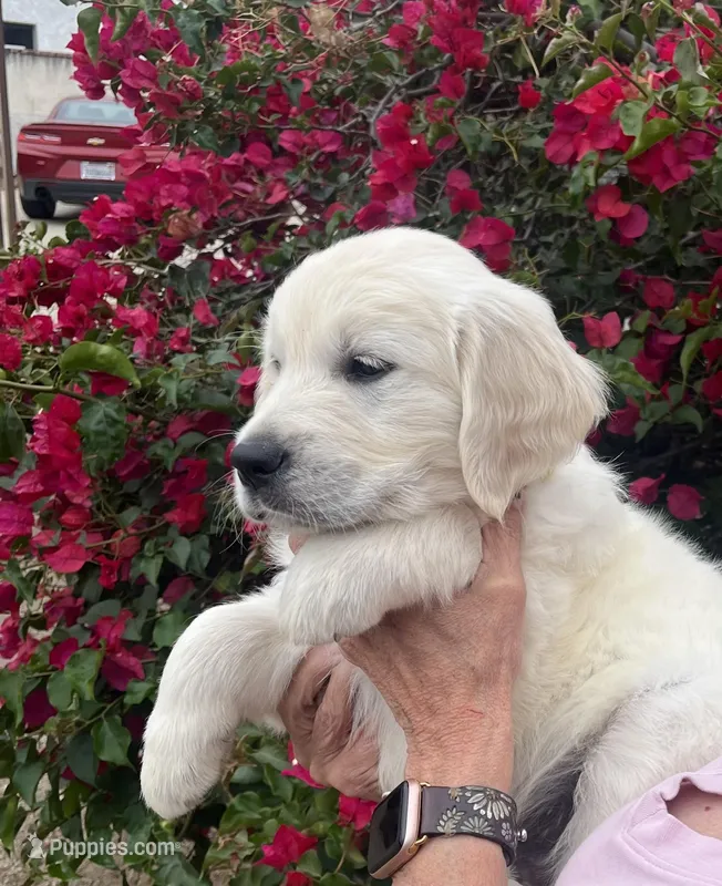 Yellow  – English Cream Golden Retriever puppy for sale in Riverside, CA