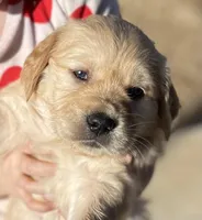 Ariel, a female Golden Retriever for sale in Riverside, CA – Photo 5 of 10