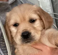 Ariel, a female Golden Retriever for sale in Riverside, CA – Photo 2 of 10