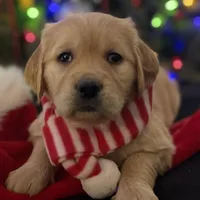 Ariel, a female Golden Retriever for sale in Riverside, CA – Photo 4 of 10