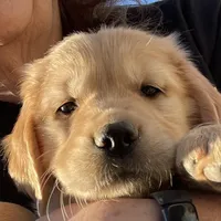 Ariel, a female Golden Retriever for sale in Riverside, CA – Photo 3 of 10