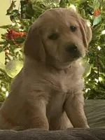Ariel, a female Golden Retriever for sale in Riverside, CA – Photo 10 of 10