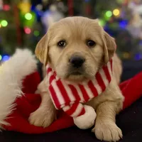 Ariel, a female Golden Retriever for sale in Riverside, CA – Photo 8 of 10
