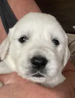 Lilly, a female English Cream Golden Retriever for sale in Riverside, CA – Photo 4 of 9