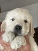 Lilly, a female English Cream Golden Retriever for sale in Riverside, CA – Photo 1 of 9