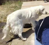 Lilly, a female English Cream Golden Retriever for sale in Riverside, CA – Photo 9 of 9