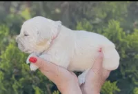Lilly, a female English Cream Golden Retriever for sale in Riverside, CA – Photo 5 of 9