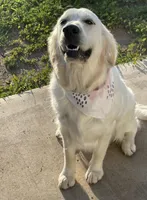 Lilly, a female English Cream Golden Retriever for sale in Riverside, CA – Photo 8 of 9