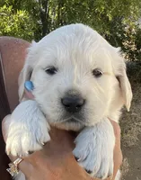 Lilly, a female English Cream Golden Retriever for sale in Riverside, CA – Photo 3 of 9