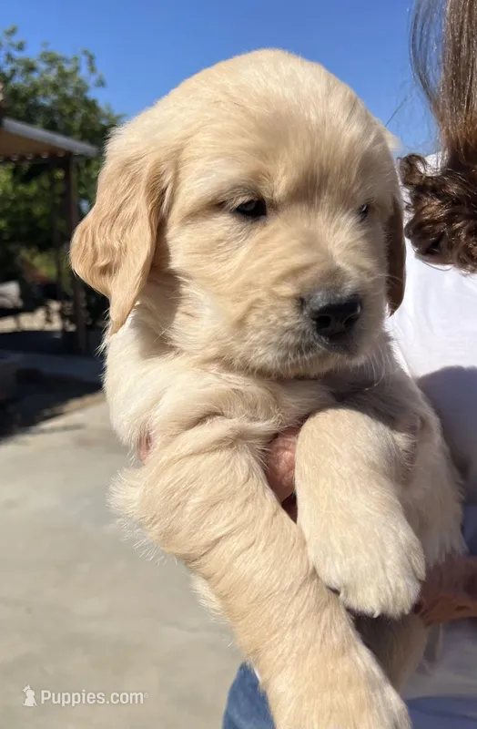 Blue – Golden Retriever puppy for sale in Riverside, CA