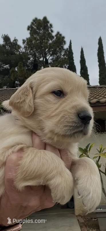 Blue – Golden Retriever puppy for sale in Riverside, CA
