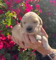 Blue, a male Golden Retriever for sale in Riverside, CA – Photo 1 of 7