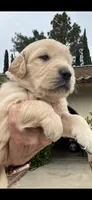 Blue, a male Golden Retriever for sale in Riverside, CA – Photo 2 of 9