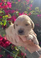 Blue, a male Golden Retriever for sale in Riverside, CA – Photo 2 of 7