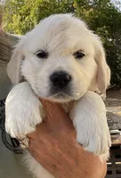 Molly, a female English Cream Golden Retriever for sale in Riverside, CA – Photo 1 of 9