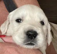 Molly, a female English Cream Golden Retriever for sale in Riverside, CA – Photo 4 of 9