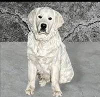 Molly, a female English Cream Golden Retriever for sale in Riverside, CA – Photo 7 of 9