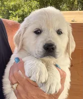 Molly, a female English Cream Golden Retriever for sale in Riverside, CA – Photo 2 of 9