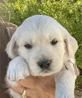 Molly, a female English Cream Golden Retriever for sale in Riverside, CA – Photo 3 of 9