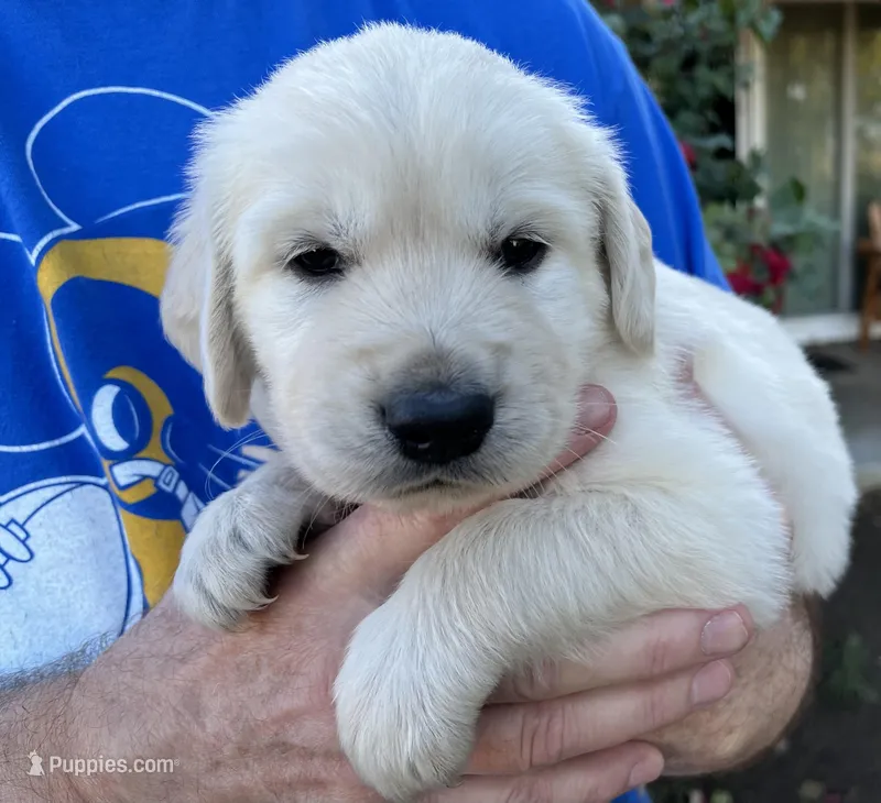 Blue, a male English Cream Golden Retriever for sale in Riverside, CA – Photo 1 of 6
