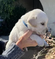 Blue, a male English Cream Golden Retriever for sale in Riverside, CA – Photo 3 of 6