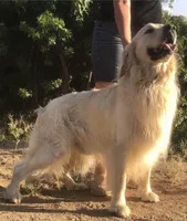 Blue, a male English Cream Golden Retriever for sale in Riverside, CA – Photo 5 of 6