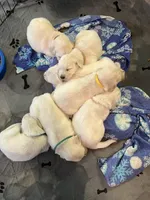 Blue, a male English Cream Golden Retriever for sale in Riverside, CA – Photo 6 of 6