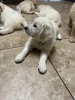 Molly, a female English Cream Golden Retriever for sale in Riverside, CA – 7 of 7