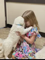 Molly , a female Golden Retriever for sale in Riverside, CA – Photo 3 of 5
