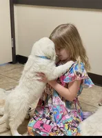 Molly , a female Golden Retriever for sale in Riverside, CA – 5 of 8